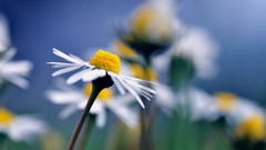 Macro Flowers nature