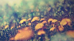 Macro Flowers nature