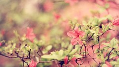 Macro Flowers nature