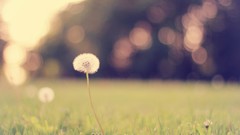 Macro Flowers nature