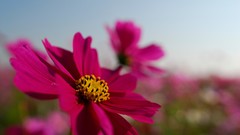Macro Flowers nature