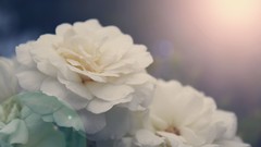 Macro Flowers nature