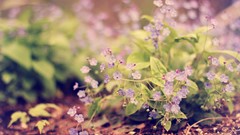 Macro Flowers nature