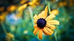 Macro Flowers nature