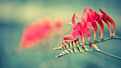 Macro Flowers nature