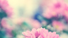 Macro Flowers nature