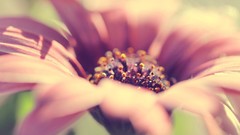 Macro Flowers nature