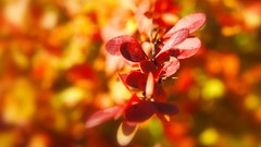 Macro Flowers nature