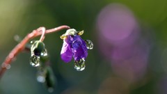 Macro Flowers nature