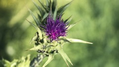 Macro Flowers nature