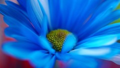 Macro Flowers nature