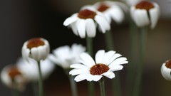 Macro Flowers nature