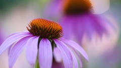 Macro Flowers nature