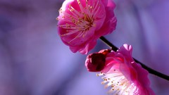 Macro Flowers nature