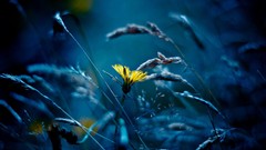 Macro Flowers nature