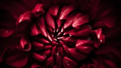 Macro Flowers nature