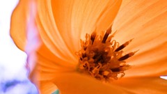 Macro Flowers nature