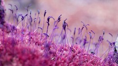 Macro Flowers nature