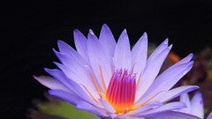 Macro Flowers nature