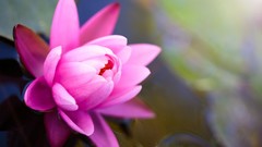 Macro Flowers nature