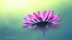 Macro Flowers nature