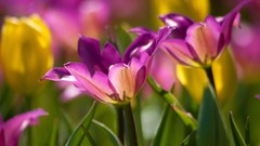 Macro Flowers nature