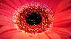 Macro Flowers nature