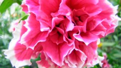 Macro Flowers nature