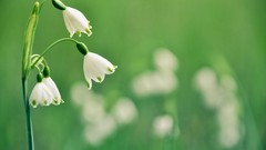 Macro Flowers nature