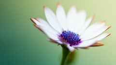 Macro Flowers nature