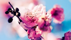 Macro Flowers nature