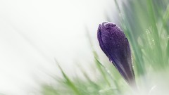 Macro Flowers nature