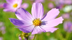 Macro Flowers nature