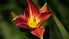 Macro Flowers nature