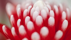 Macro Flowers nature