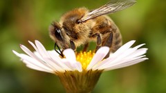 Macro Flowers nature bees