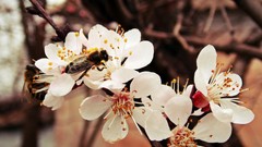 Macro Flowers nature bees