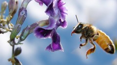 Macro Flowers nature bees Bug