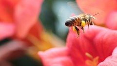 Macro Flowers nature bees bugs