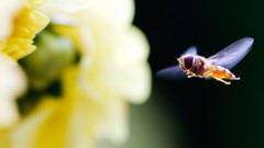 Macro Flowers nature bees insects focused