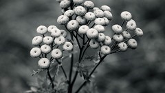 Macro Flowers nature black and white Plants depth of field