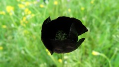 Macro Flowers nature black Poppies
