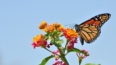 Macro Flowers nature blue Butterflies orange contrast insects 