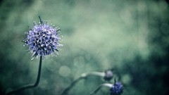 Macro Flowers nature blue flowers depth of field