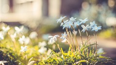 Macro Flowers nature bokeh blue flowers depth of field