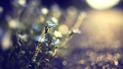 Macro Flowers nature bokeh depth of field