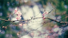 Macro Flowers nature branches blossoms cherry blossoms
