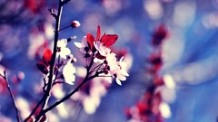 Macro Flowers nature branches pink flowers bokeh
