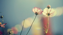 Macro Flowers nature bright