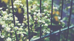 Macro Flowers nature bugs